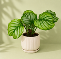 Calathea