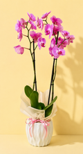 Orquideas