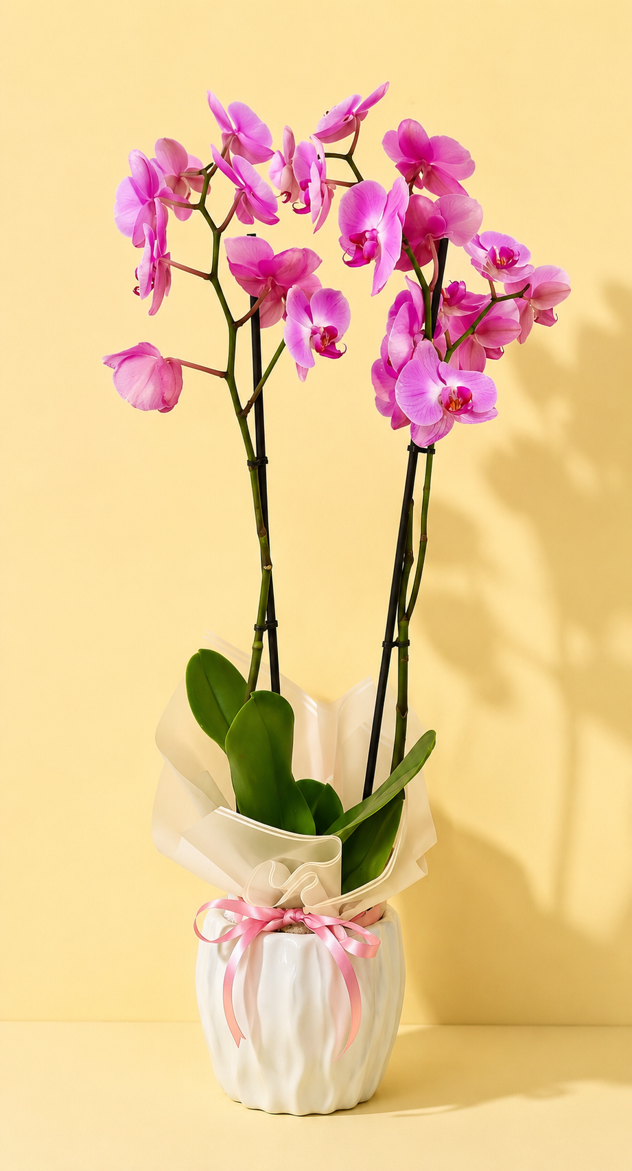 Orquideas