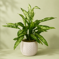 Dieffenbachia