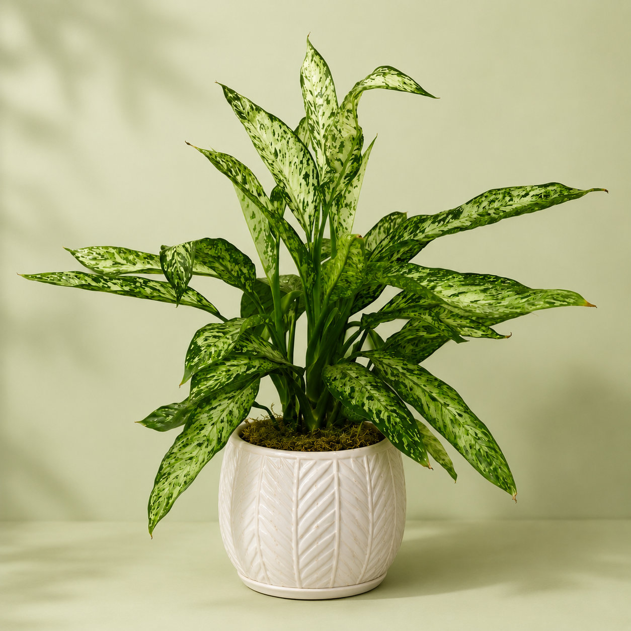 Dieffenbachia