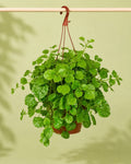 Plectranthus para colgar