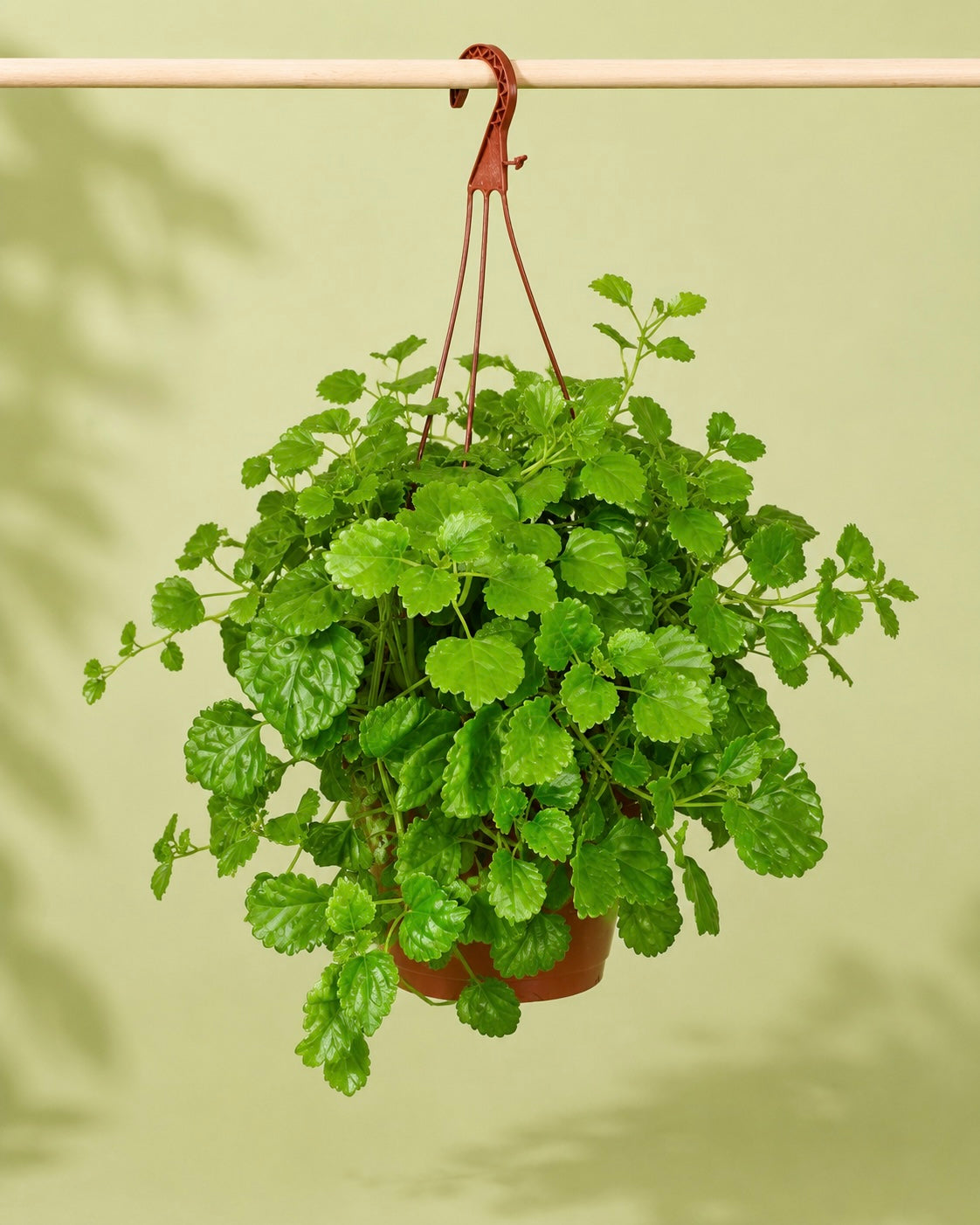 Plectranthus para colgar