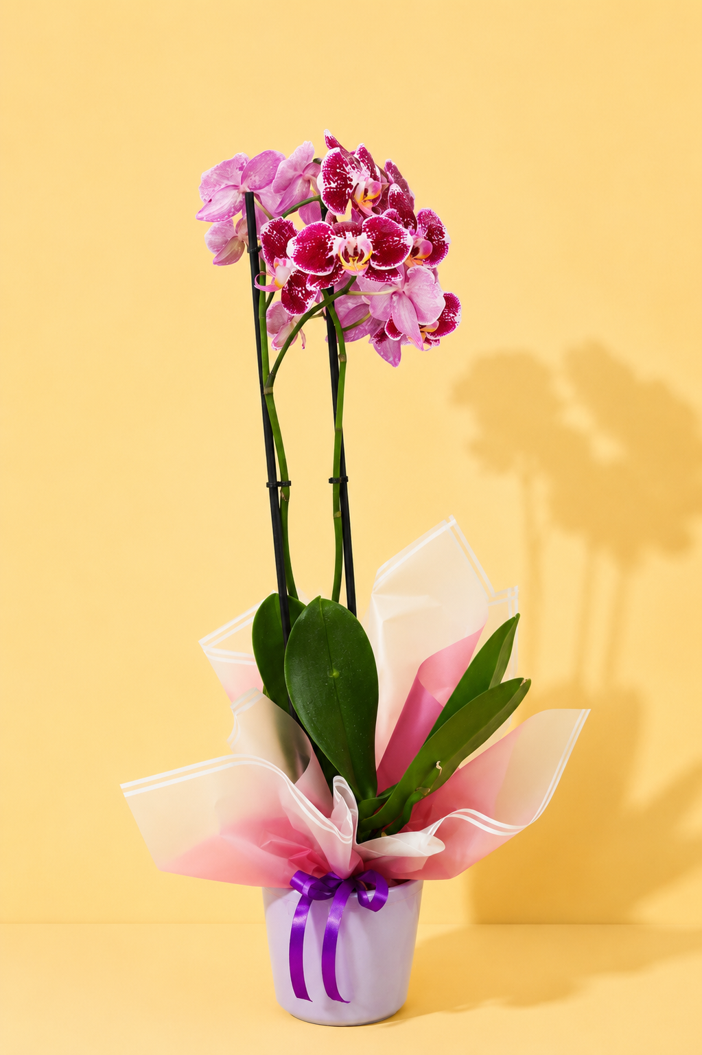 Orquidea