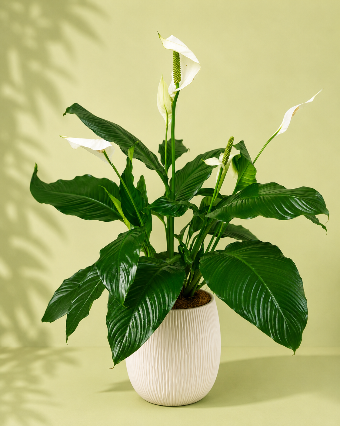Spathiphyllum