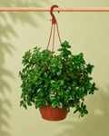 Nematanthus de colgar