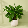 Calathea
