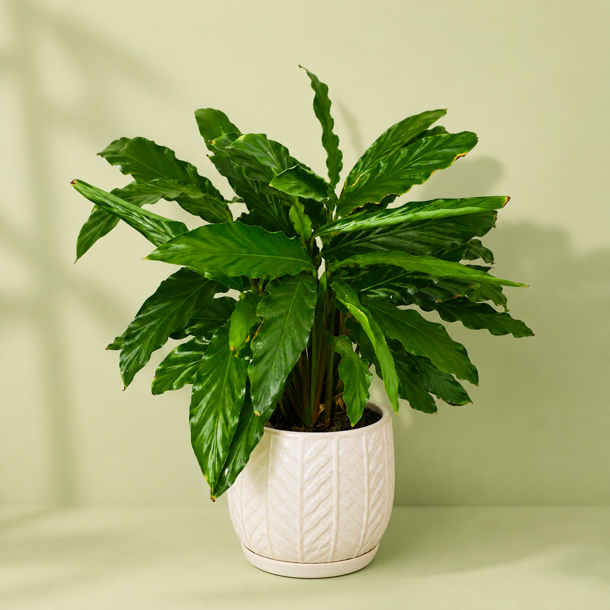Calathea
