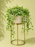 Hedera Helix