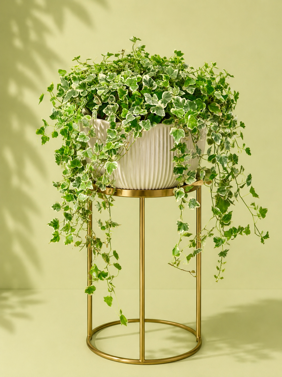 Hedera Helix